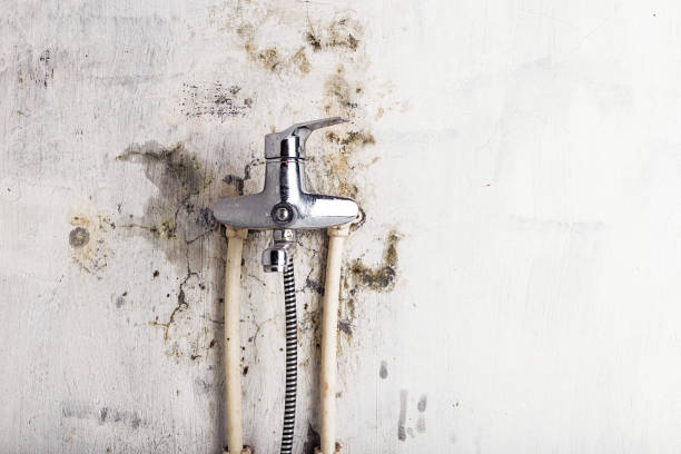 Best Industrial Mold Remediation in Tieton, WA