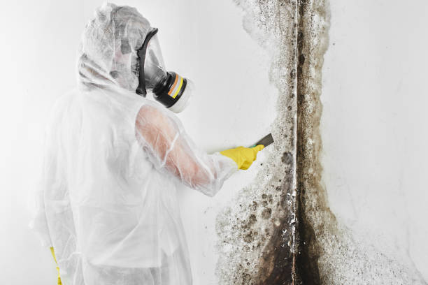 Best Commercial Mold Remediation in Tieton, WA