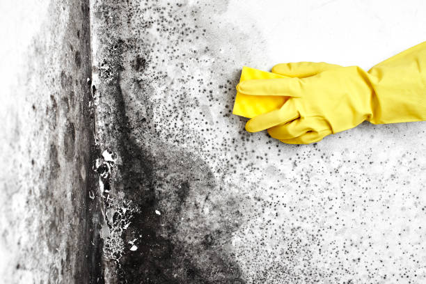 Best DIY Mold Remediation Support Services in Tieton, WA