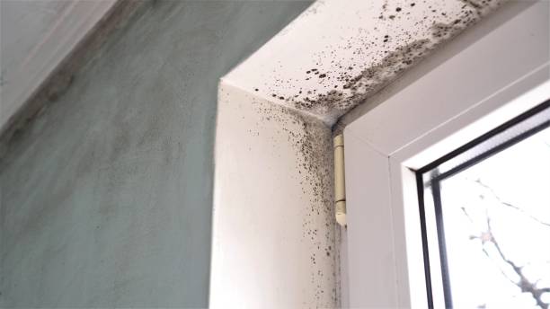 Mold Remediation for Historic Buildings