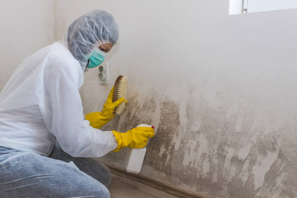 Best Kitchen Mold Remediation in Tieton, WA