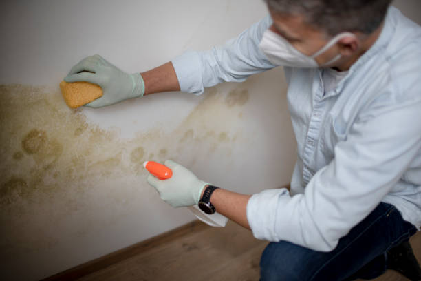 Best Emergency Mold Remediation in Tieton, WA