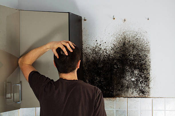 Best Localized Mold Remediation (e.g., coastal areas, humid climates) in Tieton, WA